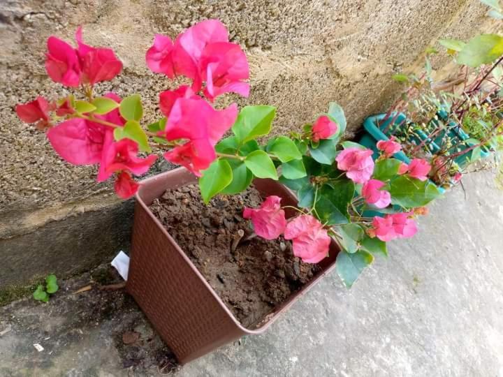 Ask Homestay Ella Buitenkant foto